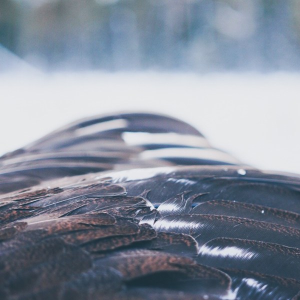 Persiljegravad tjäder