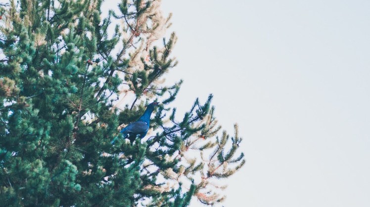 c5729773-dfe2-4523-81bd-ad863e16b364